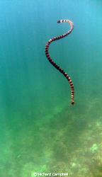 Whip & Zipp --aired up--going down..Sealife DC1000... by Richard Campbell 